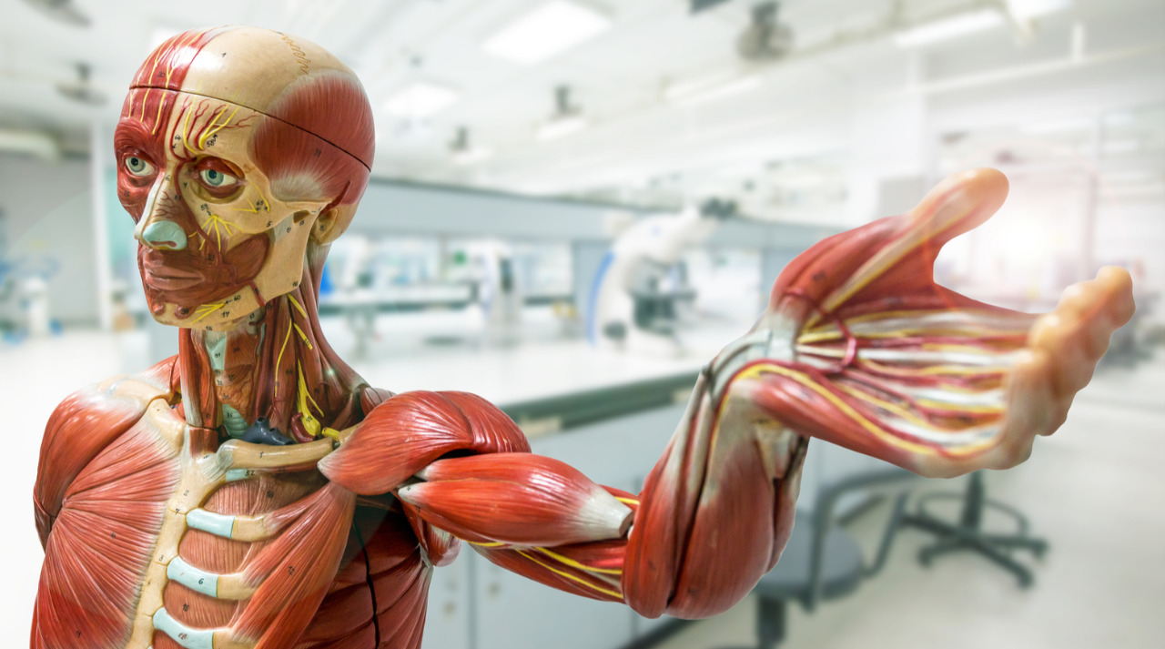 Анатомия: био-пазлы